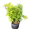 Anise Florida Sunshine