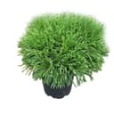 Conifer Cryptomeria Globosa Nana