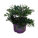 Distylium Myricoides Vintage Jade