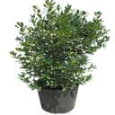 Holly Ilex Cornuta 'Needlepoint'