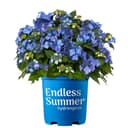 Hydrangea Macrophylla 'Endless Summer' Popstar
