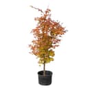 Acer Palmatum 'Sango Kaku' Coral Bark Japanese Maple