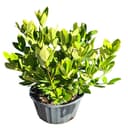 Anise Illicium Parviflorum