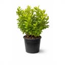 Anise Florida Sunshine