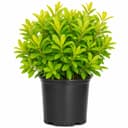 Anise Illicium Parviflorum