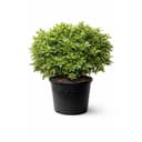 Azalea Rhondodendron Indica GG Gerbing White