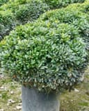 Pittosporum tobira 'Wheeler's Dwarf' : Pittosporum tobira 'Wheeler's Dwarf'#3