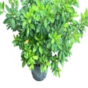 Azalea Rhondodendron Indica GG Gerbing White